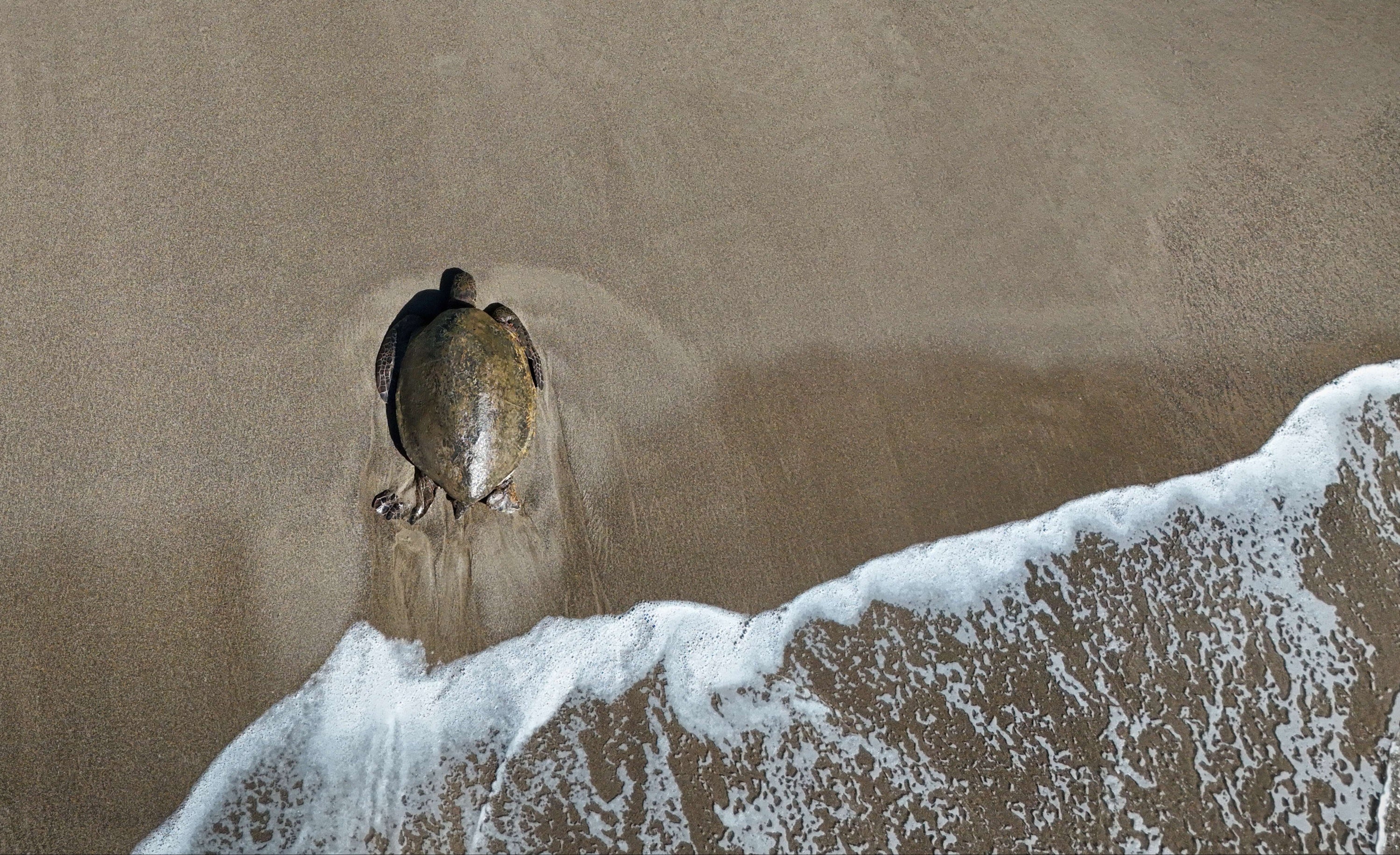 Aerial view of a sea turtle walking on wet sand as a wave washes over the shore.
